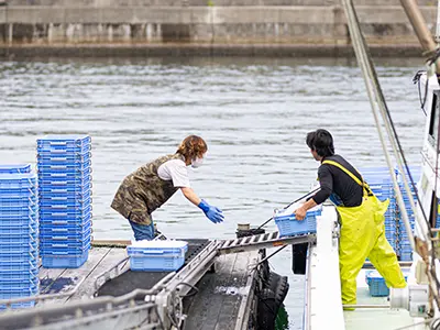 新物釜揚げしらす水揚げされました